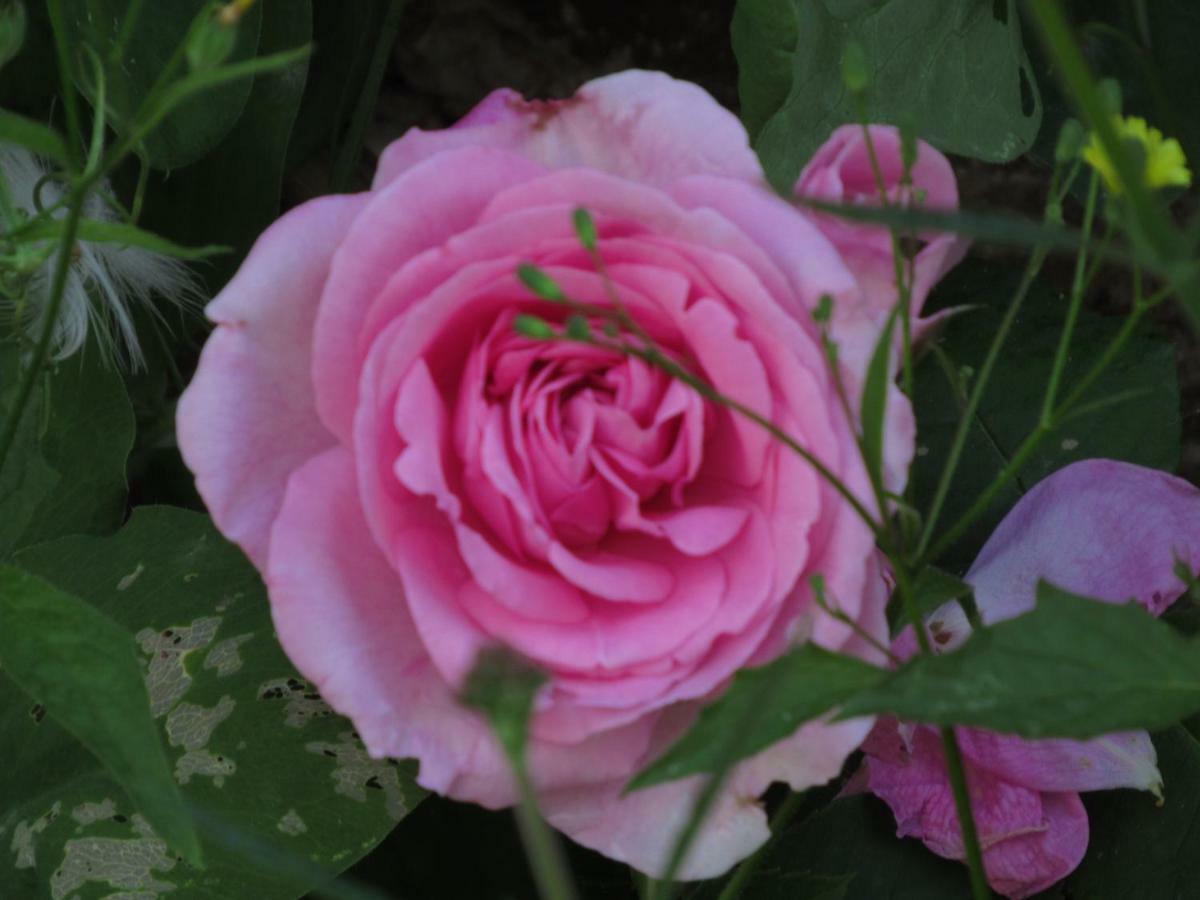 The Old Vicarage Hotel & Restaurant Bridgwater Zewnętrze zdjęcie Rosa 'Mary Rose'
