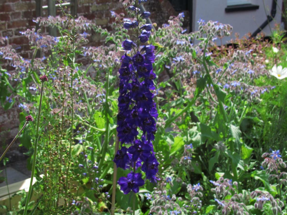 The Old Vicarage Hotel & Restaurant Bridgwater Zewnętrze zdjęcie Delphinium 'Blue King'